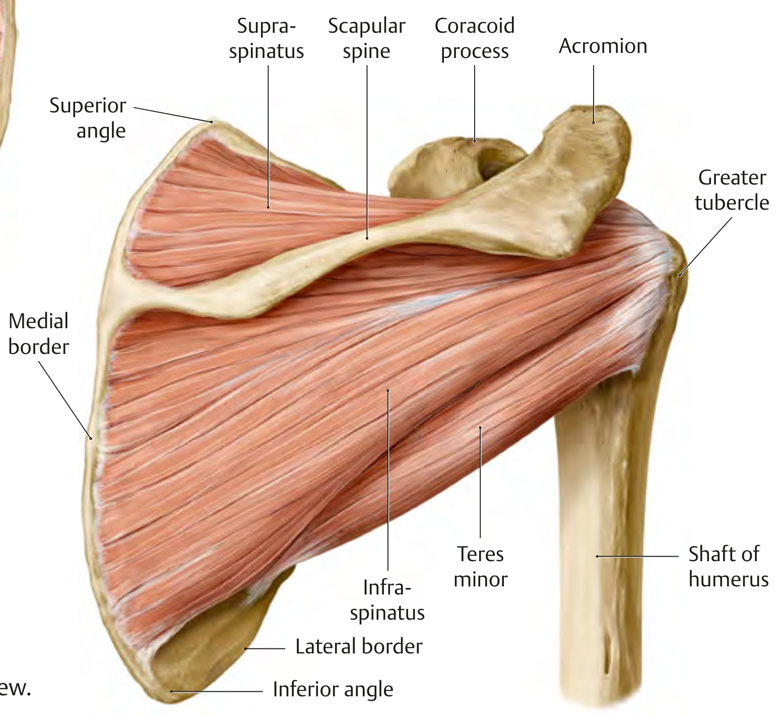 Rotator Cuff (posterior view)1